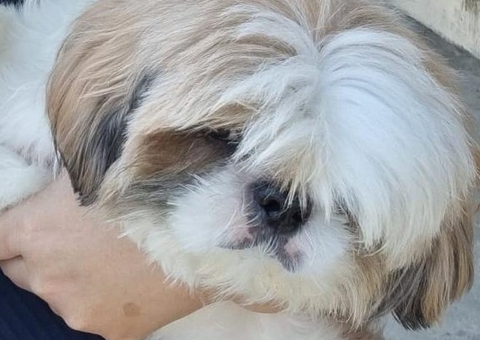 Cachorro Téo é resgatado após ser furtado e vendido por R$ 200 em Manaus