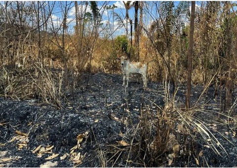 Governo proíbe uso de fogo e decreta situação de emergência no Pará