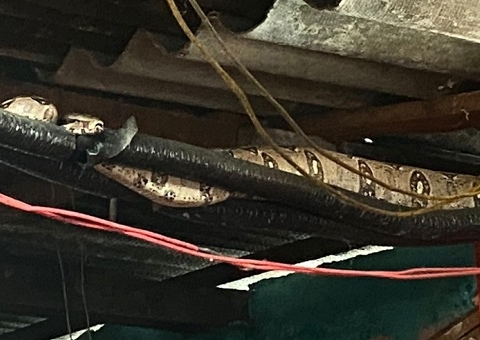 Moradores se assustam ao encontrarem jiboia dentro de casa no São José