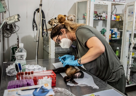 Pesquisa analisa parasitas que transmitem doença encontradas no sauim-de-coleira