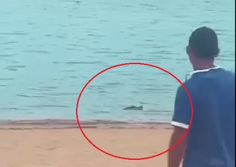Jacaré assusta banhistas ao ser flagrado na Ponta Negra; vídeo