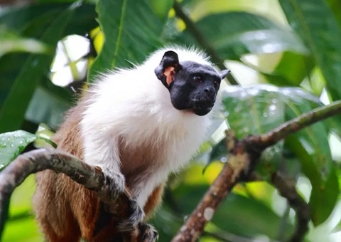 Três sauins-de-coleira são transportados em Avião Solidário no Amazonas