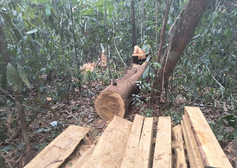 Grupo é preso por suspeita de desmatamento ilegal em Manacapuru