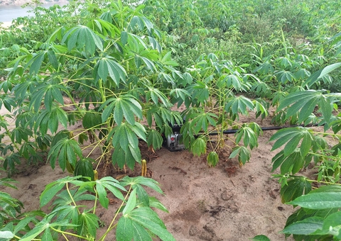 Motor é encontrado escondido em plantação de mandioca após ser furtado em Lábrea