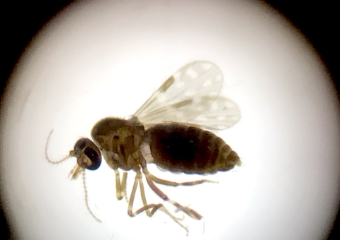 Novo vírus Oropouche está em circulação na Amazônia Brasileira, aponta estudo