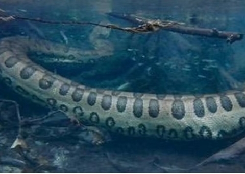 Turista australiano fica 'cara a cara' com sucuri em MS