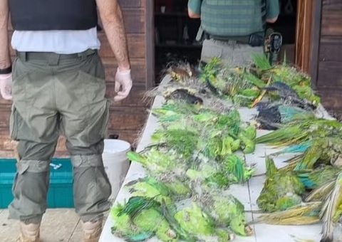 Mais de 60 aves mortas são encontradas durante operação em Itacoatiara