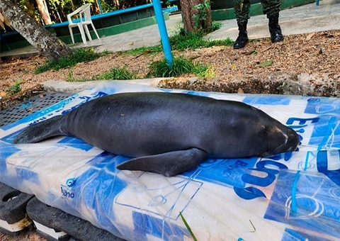 Filhote de peixe-boi é resgatado em Barreirinha e levado para o Inpa, em Manaus