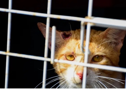 Casos de esporotricose humana chegaram a quase mil neste ano no Amazonas