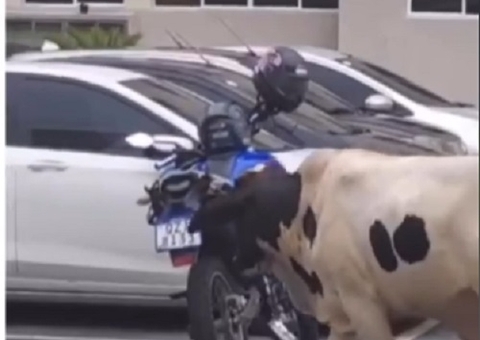 Vaca é flagrada passeando em condomínio de Manaus; vídeo