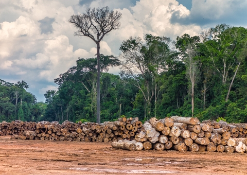 Três terras indígenas que lideram exploração madeireira na Amazônia estão na BR-319