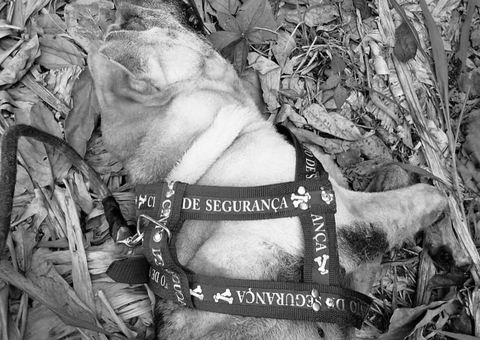 Cachorro morre em transportadora ao sair de Manaus para Campo Grande