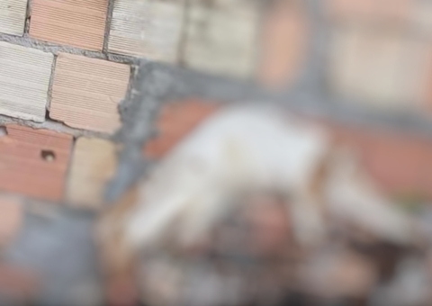 Homem esquarteja cachorro e abandona corpo em frente de casa em Manaus; vídeo