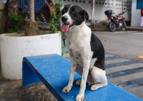 'Adote um bom velhinho': campanha incentiva adoção de cachorros adultos em Manaus