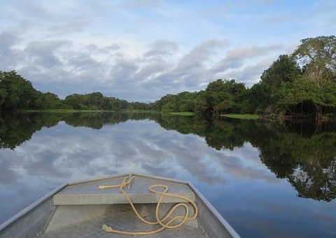 DFC aprova 37 milhões de dólares para projetos de reflorestamento na Amazônia