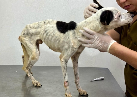 Polícia encaminha mais de 120 inquéritos de maus-tratos a animais à justiça no Amazonas