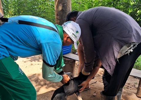 Mais de 60% dos municípios alcançaram a meta de vacinação antirrábica no Amazonas