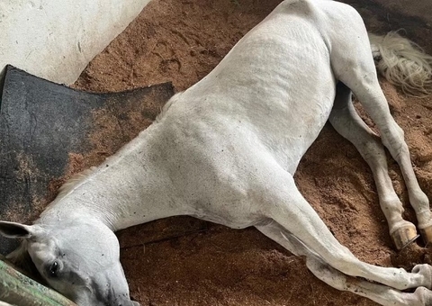 Sobe para 9 número de cavalos mortos no Haras Nilton Lins