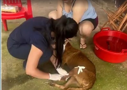 Surto de doença do carrapato mata 80 cachorros em Maraã