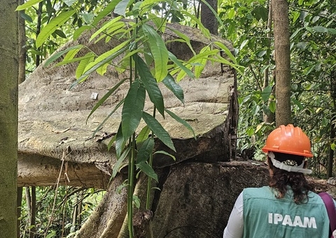 Ipaam anuncia período de defeso florestal no Amazonas