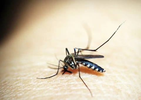 Amazonas registra redução de 55% nos casos de dengue em 2025