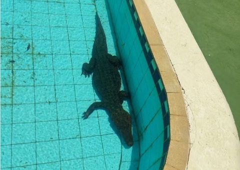 Jacaré causa alvoroço ao ser encontrado dentro de piscina