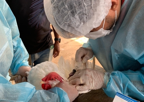 Influenza Aviária: Adaf vai coletar amostras de aves em 190 granjas no Amazonas
