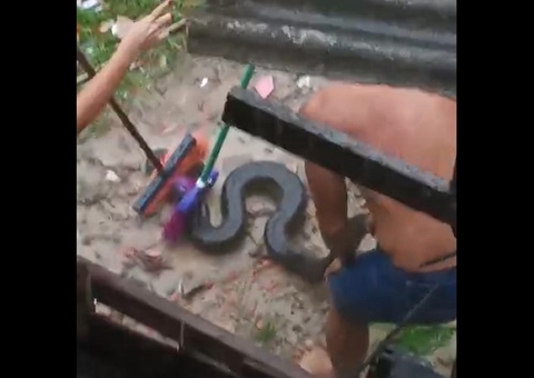 Moradores encontram sucuri no São José durante temporal em Manaus