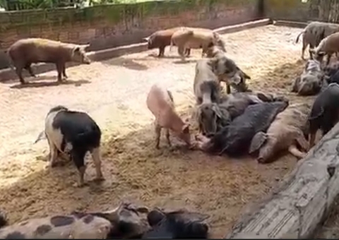 Criador é multado em quase R$ 500 mil por maus-tratos a 104 porcos e 6 animais silvestres na BR-174