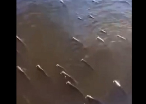 Jaraquis impressionam ao nadarem na superfície de lago no Amazonas; vídeo