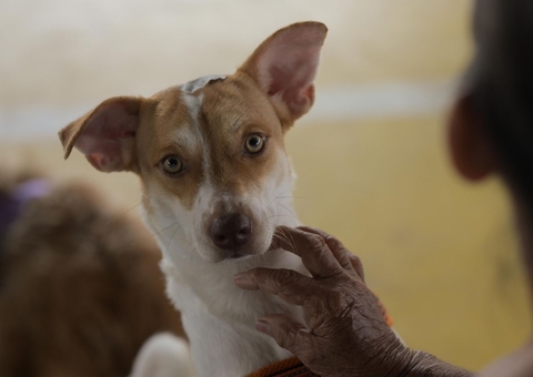 Cerca de 300 cães e gatos são castrados em Barcelos