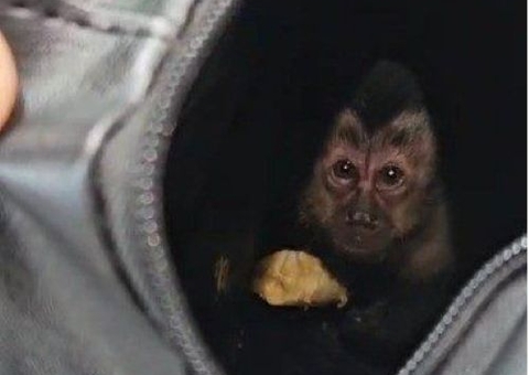 Filhote de macaco-prego é resgatado no Parque Nacional da Tijuca