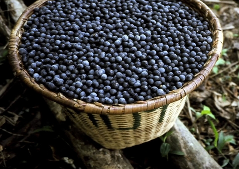 Produção de açaí cresce 150% no Amazonas, aponta Idam