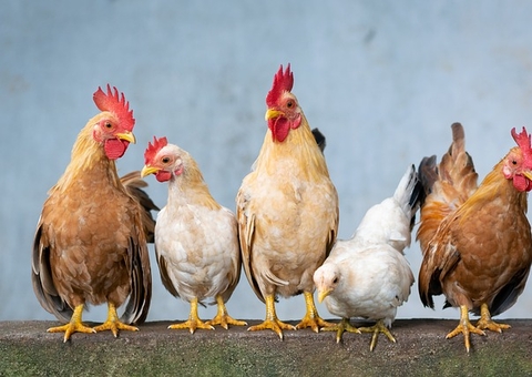 Gripe aviária: México mantém restrições apenas ao frango do Rio Grande do Sul