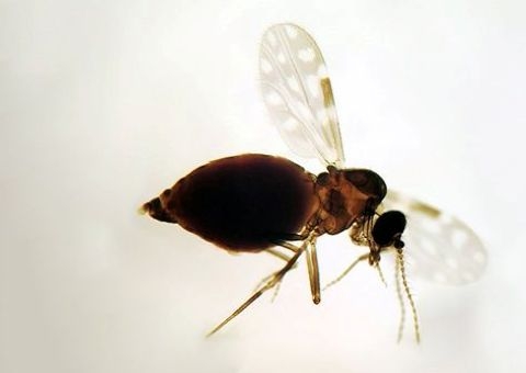 Desmatamento favorece avanço da oropouche em outras regiões, diz estudo