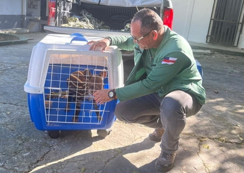 Em risco de extinção, filhote de anta é resgatado no Careiro Castanho