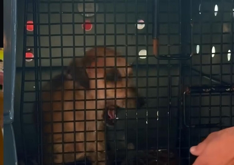 Cadela estuprada em Tefé é resgatada e trazida a Manaus para tratamento