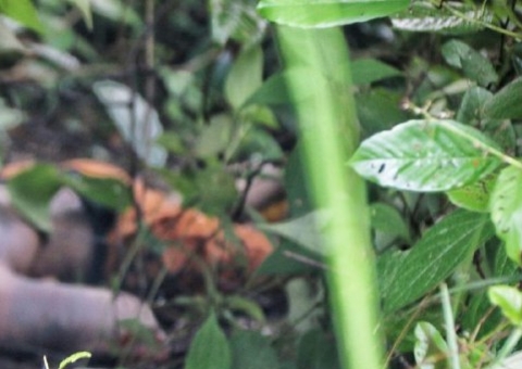 Corpo de homem é encontrado com marcas de agressão física em Manaus