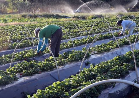 Senado aprova auxílio de até R$ 3 mil para agricultores familiares