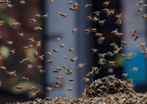 Voo é cancelado após enxame de abelhas invadir aeronave