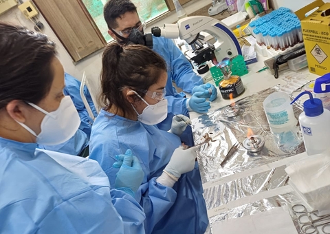 Fiocruz Amazônia estuda impacto do desmatamento na propagação de doenças