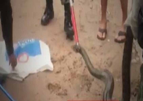 Moradores descobrem sucuri em cano durante falha no abastecimento de água