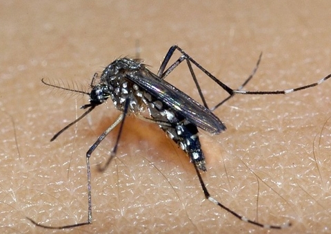 Brasil tem média de 11 mortes por dia por dengue em 2024