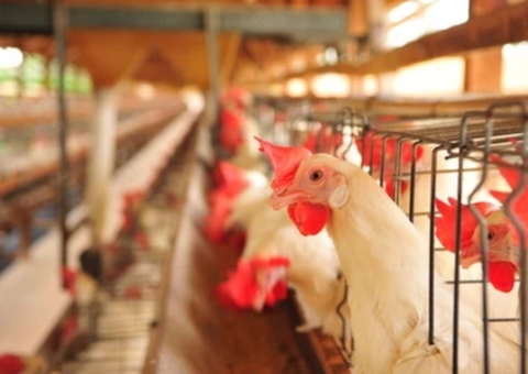 Filipinas e Jordânia suspendem compras de frango do Brasil