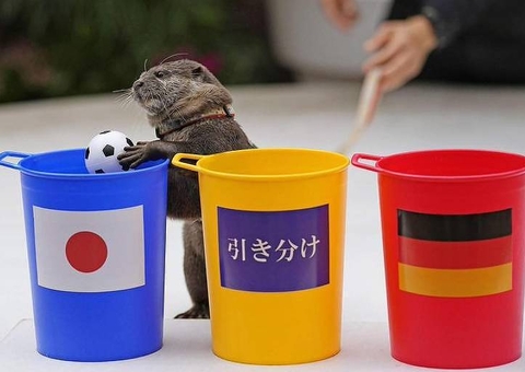 Lontra vidente? Animal 'prevê' vitória do Japão contra Alemanha