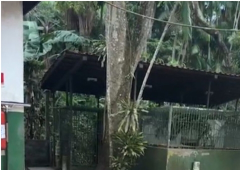 Veja cativeiro onde capivara Filo está mantida no Ibama em Manaus