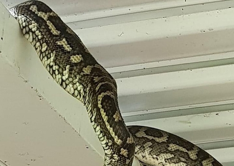 Foto de cobra fazendo cocô gigante viraliza na web; Confira imagem
