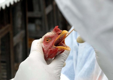 Primeira morte por gripe aviária é investigada na Índia