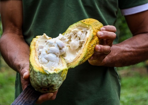 Estado do Pará lidera produção nacional de soja, milho e cacau