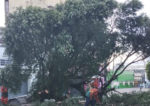 Árvore tomba durante temporal e bloqueia avenida no Centro